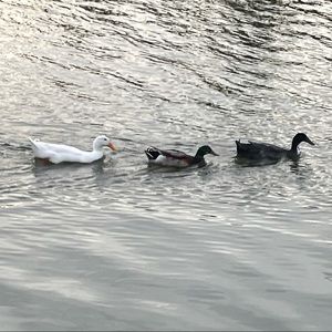 Meet your Posher, Sofia